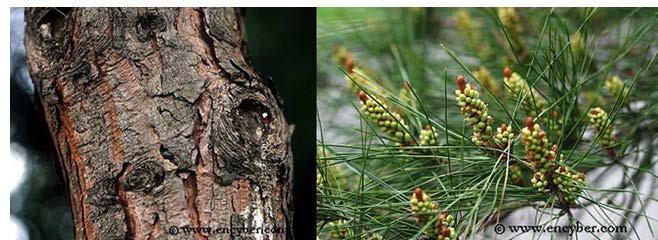 소나무과 Pinaceae 소나무 Pinus densiflora 적송, 흑송 o 수피의삼출물 생송지 (terbinthina); essential