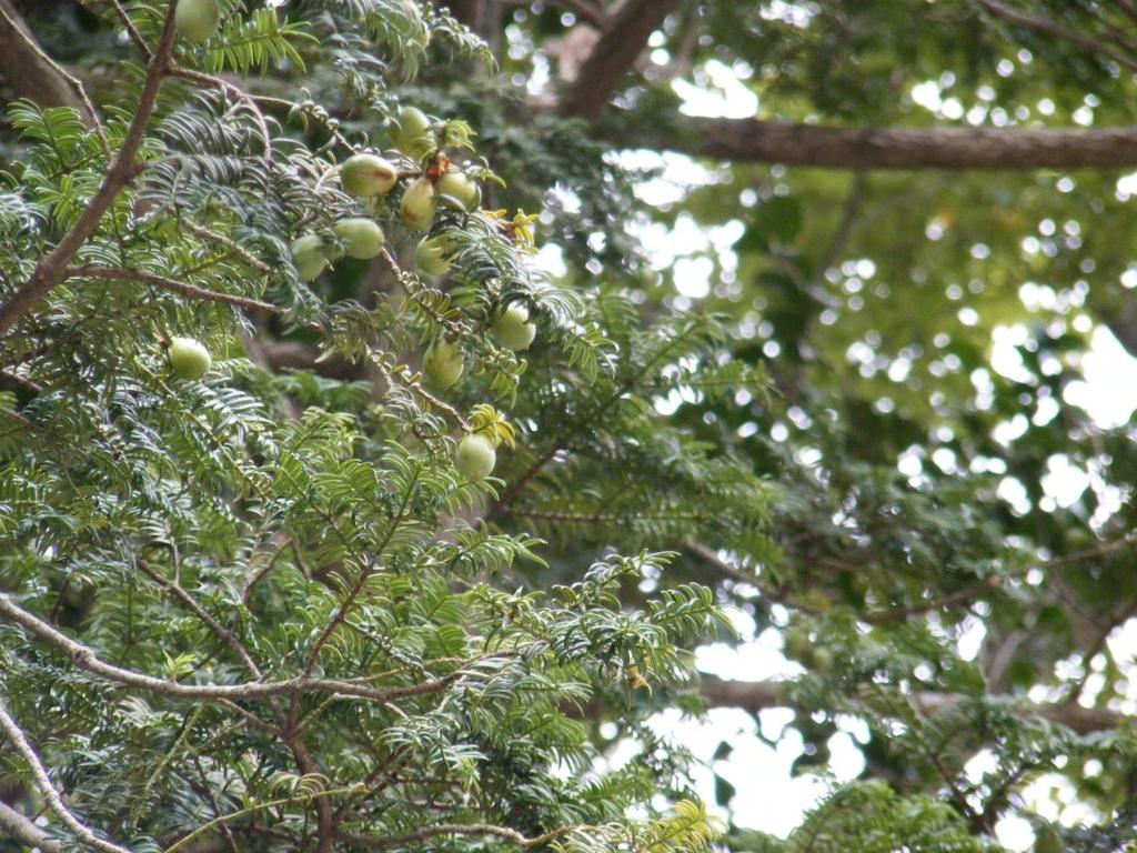 주목나무과 Taxaceae 비자나무 Torreya nucifera o