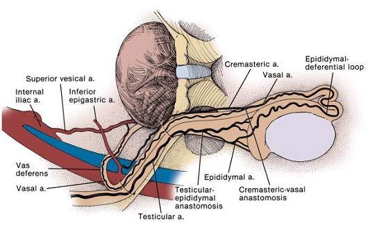 3. 혈관및림프계통 (1) 동맥 ( 그림 1-9) - 고환동맥 (testicular artery), 정관동맥 (deferential artery) (2) 정맥 - 덩굴정맥얼기 (pampiniform plexus) 를거쳐고환정맥 (testicular vein) 으로배출 (3) 림프계통 - 오른쪽은가쪽대정맥림프절 (lateral caval node)