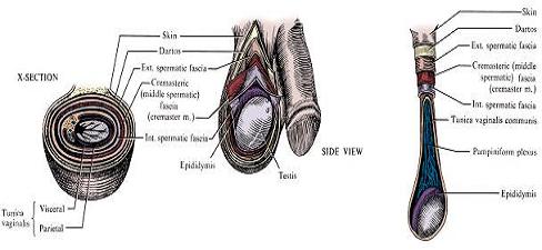 X 정낭및사정관 (Seminal vesicle & Ejaculatory duct) 1. 해부학 (1) 정낭 - 정관팽대부끝에달린일종의곁주머니 (diverticulum) - 전립샘의위뒤쪽에위치하며길이는약 5cm - 테스토스테론의영향으로점성성분을분비하고저장, 이것은정자운동의에너지원 XI 전립샘 (Prostate) 1.