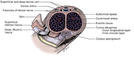 (1) 음경해면체 - 백색막이둘러싸고있으며걸이인대에의해앞쪽의두덩뼈에부착되어있다 (2) 요도해면체 - 비뇨생식가로막아래쪽까지이르며말단은확대되어귀두를이룸 - 백색막은해면체기둥 (cavernosum trabecula) 으로연장되어혈관내피로형성된여러개의해면체동굴 (cavernae of corpus spongiosum) 을형성 3.