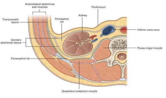 I 콩팥 (Kidney) (1) 해부학 1) 위치 - 가로막 (diaphragm) 아래쪽에있는배막뒤기관 (retroperitoneal organ) 이며위쪽허리뼈 (lumbar vertebrae) 양쪽에위치 2) 주위구조물 ( 그림1-2) - 안쪽 : 큰허리근 (psoas major muscle) - 가쪽 : 배가로근 (transverse abdominis