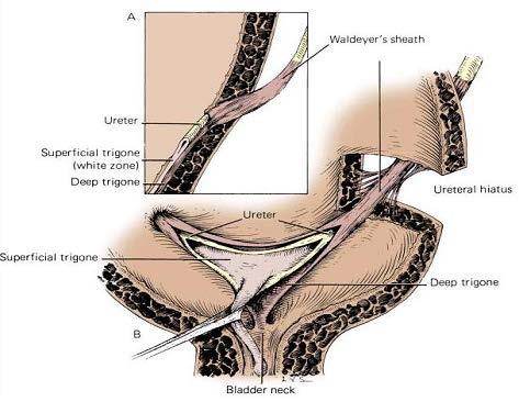 1. 해부학 - 성인방광의용적 : 약 400mL - 두덩결합 (pubic symphysis) 뒤쪽에위치하며, 충만시두덩뼈위쪽으로상승, 소아의방광은두덩뼈위쪽에위치 (1) 구조 ( 그림1-6) - 꼭대기 : 폐쇄된요막관인정중배꼽인대 (median umbilical ligament) 에의해배꼽과연결 - 윗면 : 복막으로덮여있음 - 옆면 : 두덩뼈