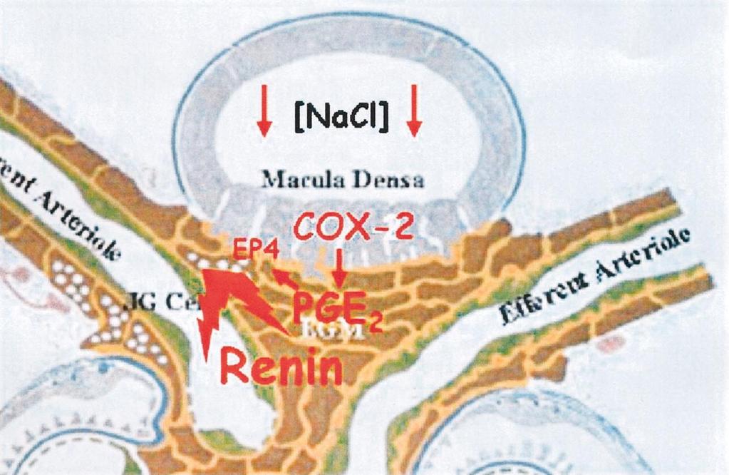Na + 2 Cl - K + The effect of decreasing NaCl concentration at the macula densa is schematically shown to cause