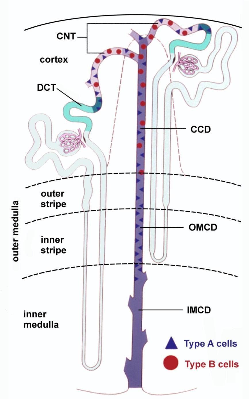 집합관 (collecting duct) 연결세관 (connecting tubule, CNT) 피질집합관 (cortical collecting duct, CCD)