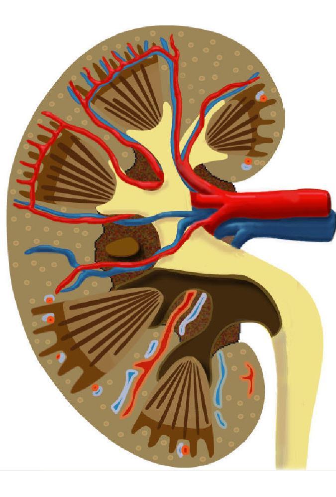 피막 (capsule) 소엽사이동ㆍ정맥 (interlobular A. & V.) 활꼴동ㆍ정맥 (arcuate A. & V.) 엽사이동ㆍ정맥 (interlobar A. & V.) 콩팥엽 ( 신엽 renal lobe) 사람은 8-18 엽으로된다엽콩팥 (multilobar kidney).