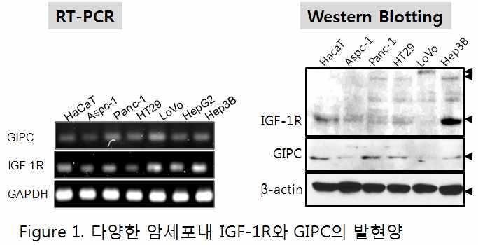 암유전자활성에따른암발달단계에서 IGF-1R 관련새로운항암표적분자의도출 [2008년도계획및결과 ] 2008년도연구목표 : 대장암등고형암세포주에서암유전자활성에따른암발달단계에서 IGF-1R 결합분자의암발달조절효과규명및암유전자특이적세포주모델구축 -암유전자에의한세포변형시 IGF-1R 신호계활성화여부고찰 -암유전자발현및활성화에따른암발달에서 IGF-1R