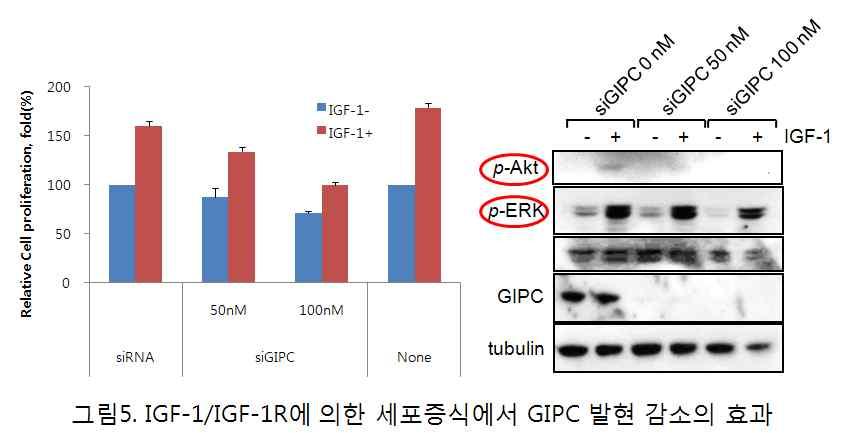 immunoprecipitatioin 을수행하여단백질들간상호작용여부를확인하였고, 이에두단백질 의상호작용에 IGF-1 에의한활성이중요함을증명하였음 ( 자료공개안함 ). 현재 GIPC 유전자 를과다발현시켜수용체의활성화와, 안정성의변화를확인하고자하는연구를수행중임.