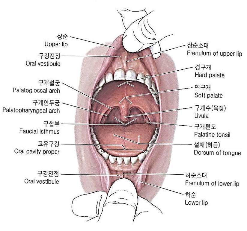 + 3 구강 (oral cavity) 구강전정 ( 입안뜰, oral vestibules) :
