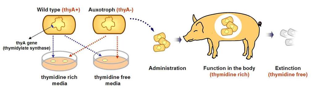 그림 3. 유전자변형유산균의생물학적방제 (biological containment). thya 유전자가제거되고인간의 IL-10 이발현되는유전자변형유산균은 thymidine 이결핍된환경으로배출된이후, 성장이억제되어사멸된다. 중하나인데 IL-10 과같은 cytokine 에의해비정상적인 T-cell 반응을억제하여대장염을완화할수있다.