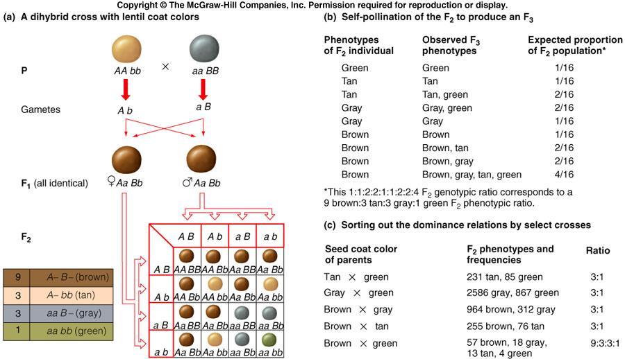 Multifactorial inheritance; Two genes can interact to determine on trait 두유전자의 interaction 으로인하여새로운 color 가나옴.