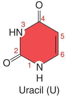 Pyrimidine; Thymine, Cytosine,