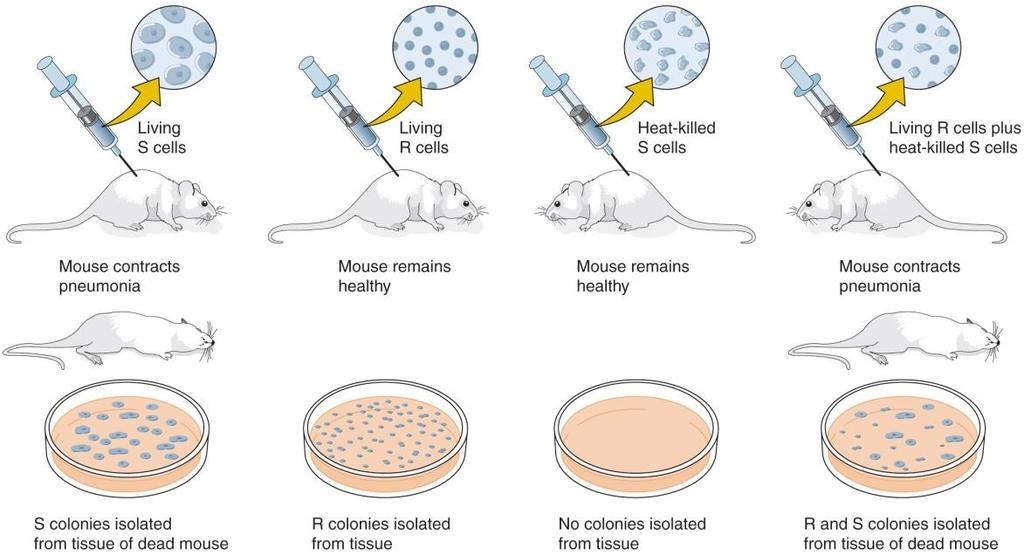 Transformation ( 형질전환 ) 실험을통하여 DNA 가유전물질이라는것을밝힘 Mouse injections Virulent S strain = death