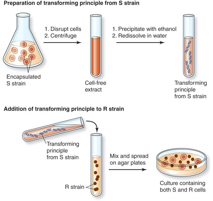 S strain = death Figure 1.12: The Griffith s experiment demonstrating bacterial transformation.
