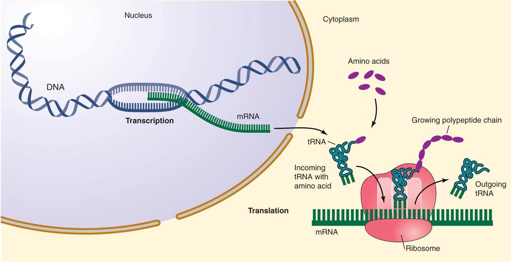 The translation machinery: ribosomes, mrna, and trna 위의전과정을분자생물학시간에배울예정임.