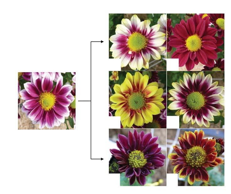 230 김상훈 정성진 이긍주 김동섭 김진백 강시용 C D E F G H Fig. 1. Mutation spectrum of flower color induced by gamma-ray irradiation in single type chrysanthemum Noblewine. Left.