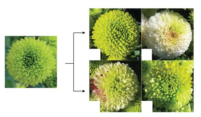 또한다양한화색변이체를선발함으로써국화신품종의시리즈화가가능할것으로판단된다. 결 론 Fig. 3. Mutation spectrum of flower color and shape induced by gamma-ray irradiation in anemone type chrysanthemum Ilwol. Left. Original (wild) type.