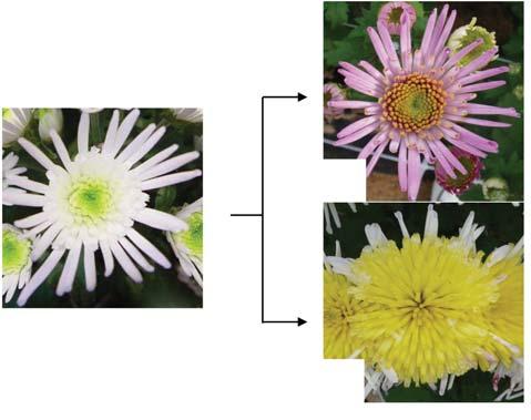 232 김상훈 정성진 이긍주 김동섭 김진백 강시용 참고문헌 Fig. 5. Mutation spectrum of flower color and shape induced by gamma-ray irradiation in spider type chrysanthemum Yestogether. Left. Original (wild) type.