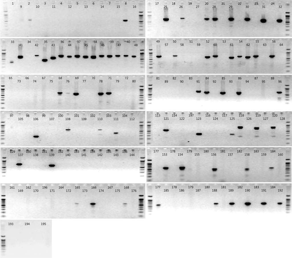 DNA 보존을 위한 FTA 카드의 관속식물 분류군별 적용성 조사 99 Figure 4.