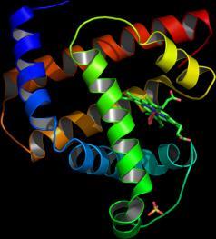 Myoglobin Single polypeptide with 154(human) amino acids C 774