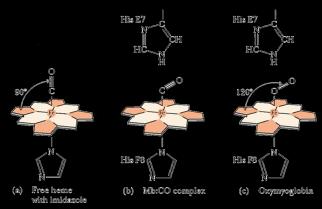 마이오글로빈의헴과리간드결합 마이오글로빈의산소결합 먼 His-N 은산소결합을안정화 2