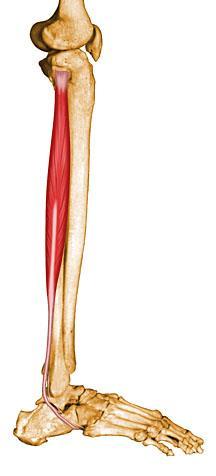 장비골근 (Peroneus Longus) 1 기시 - 비골의외측면 (Lateral shaft of fibula) 2 정지 - 제 1 중족골저부 / 제 1 설상골저측면 (Base of 1st
