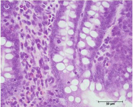 of goblet cells per high-power field ( 4) in non-infected and infected hamsters, rats, and mice.