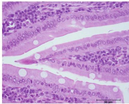 Intestinal histopathological changes The intestinal villi of all hamsters, rats, and mice in infected groups were shorter compared with those of normal control groups.