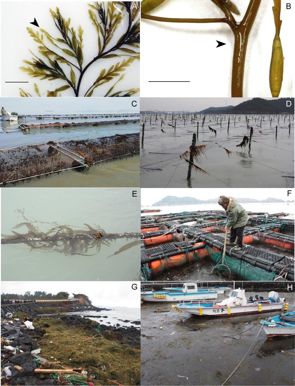 모자반유조의대량발생 691 Fig. 2. Morphological character (A, B) and damages by drifting Sargassum horner in Shinan-gun (C-F) and Jeju Island (G, H), Korea in January 2015.