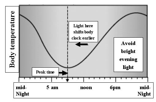 또한이 peak time 전에밝은빛을쪼이는것을피해야하는데그이유는이빛으로인해생체시계가지연되기때문이다. 그림 1B는기상시간이오전 11시인 DSPS 환자의체온측정표이다. 이환자의체온이최저점으로떨어지는시간은오전 9시경이므로기상직후에 30분간 10,000 룩스의광치료를시행하면 peak time 이후가되므로생체시계가앞당겨지게된다. 또한저녁시간에는밝은빛을피한다.