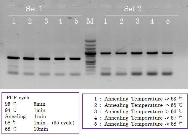 3. Genome editing 기술을이용한 PRNP 유전자제거 가. 최적의 ZFNs 제작및준비 (1) Cow PRNP ZFN 개발 그림 27 Cow PRNP ZFN/TALEN 의검증을위한 Primer test 및 PCR 조건확립 확보된 ZFN/TALEN 의활성을소세포내에서검증하기위해 Primer3 (http://frodo.wi.mit.