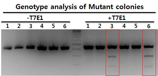 그림 38 Enriched KO cell pool 에서관찰된 PRNP mutant allele sequence KO clone 을얻기위해 Enrichmed cell population 에서총 6 개의싱글세포콜로니를확보하고 돌연변이분석을진행한결과 2 개의콜로니에서 mutation 이관찰되었다.