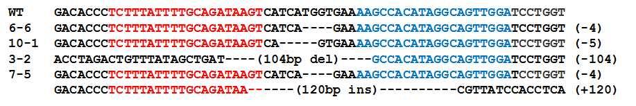 4. 복제배아에서 PRNP 유전자제거확인가.