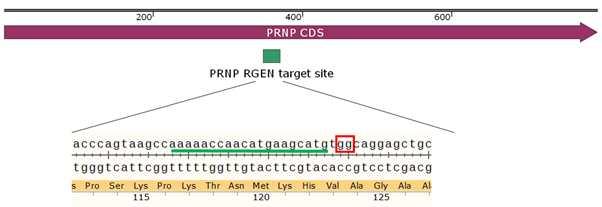 그림 43 불멸화세포 (1-4), PRNP 제거세포 (5), 배반포 (6-8), PRNP 제거배반포 (9-10) 에서 PRNP 발 현검사결과 다.