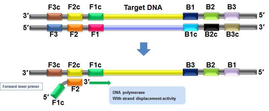 ( 나 ) LAMP 반응기작 (4개의 primer에의한 Dumbell structure와 Stem-loop형증폭 ) Forward internal primer (FIP), F3 primer와 backward internal primer (BIP), B3 primer가 target으로하는 DNA 단편의왼쪽과오른쪽방향에접합할수있다.