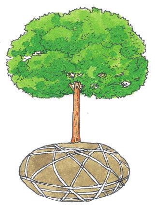 비배관리시민정원사매뉴얼 208 209 바 ) 전정 : 수목의관상, 개화결실, 생육상태조절등의목적에따라정지를하거 나또는조경수목의건전한발육을도모하기위해가지나줄기의일부를잘라내 분고 ( 盆高, Pot Height, P.H) 뿌리분의길이로짧은길이와긴길이의합산으로 1/2 로나누는수치 는정리작업을일컫는다.