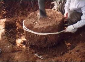 명토와같은특수토양을사용하면잔뿌리발생을높일수있으며분도양호하게 < 분종류와뿌리돌림순서 >