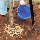 수목이식후잘살리기 이식적기에이식해야한다.