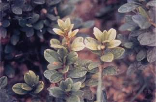 알칼리토양에예민한수종에서심하게발생함엽맥주변에철결핍때보다더넓은녹색띠가나타남.