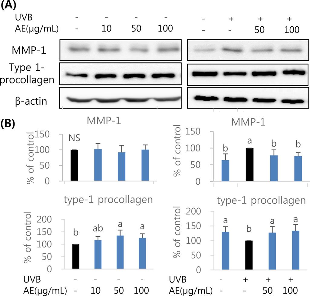 Protein level of MMP-1 (medium), TRPV-1 and β-actin (cell) determined by western blotting (A) and quantified (B). Results were shown as mean ± SD (n = 4).