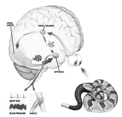 함병주 : 불안, 공포의정의및조절 109 이차감각피질 (secondary sensory cortex) 로전해진다. 이차감각피질에전달된자극은불안반응에중요한역할을수행하는편도체 (amygdala), 해마 (hippocampus), 내후각뇌피질 (entorhinal cortex), 전전두엽피질 (prefrontal cortex) 등으로전달된다.