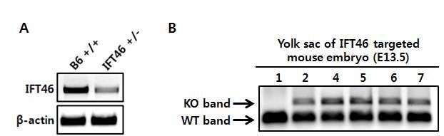 태어난 Ift46 hetero mouse의 kidney 와 normal B6 mouse의 kidney 에서 Ift46 발현을비교해본결과 Ift46 hetero kidney 에서발현이감소한것을확인하였음 ( 그림 29, A).