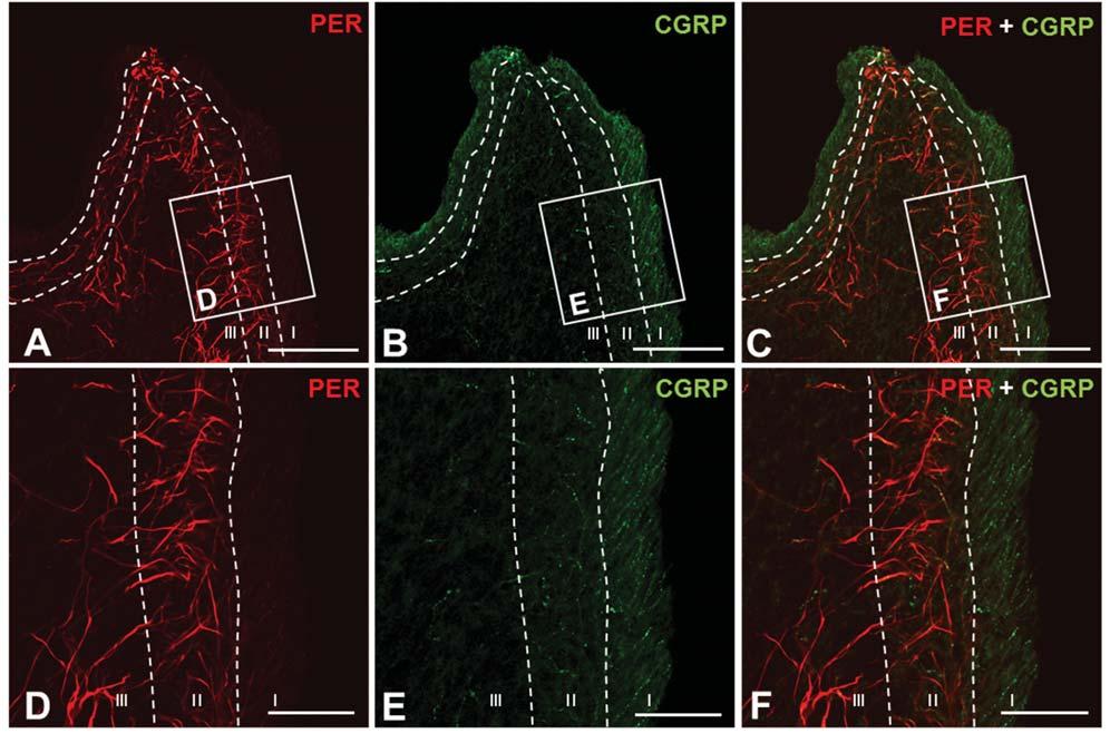치수의 Peripherin 발현 37 Fig. 3. Photomicrographs showing colocalization of peripherin+ fibers with CGRP in the rat maxillary molar pulp.