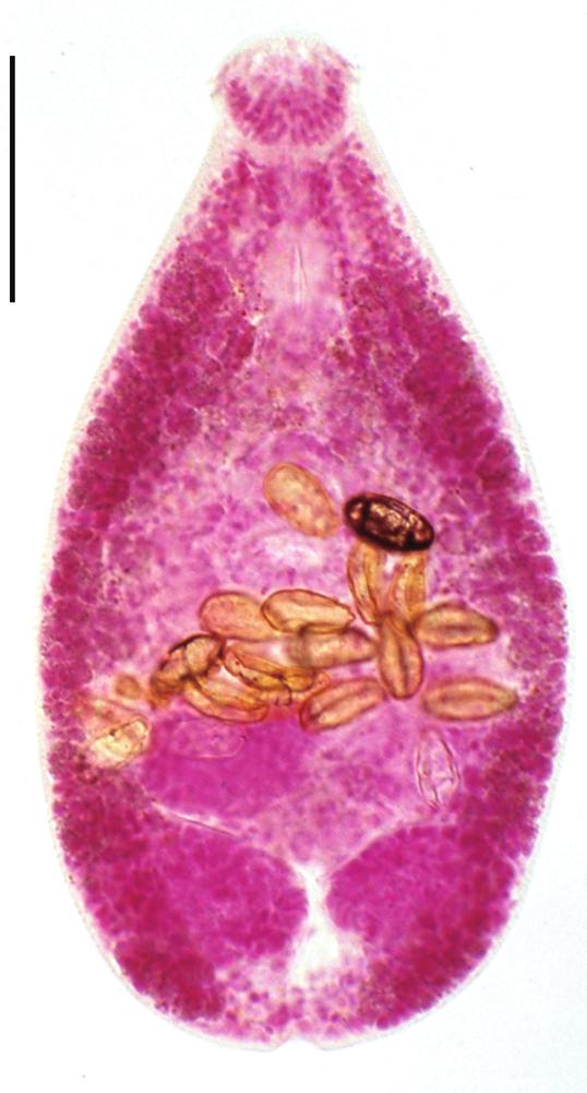 a spherical ovary (O), 2 globular testes (), and follicular vitellaria distributed in post-ovarian fields. E) C.