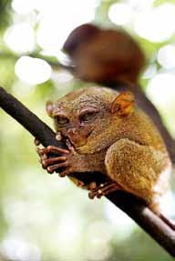기타를든무명가수가연방낭만가득한팝송을불러준다. 초콜릿힐과함께보홀의명물로자주등장하는타르시어 (Tarsier) 원숭이는몸길이가 12 cm안팎이다. 야행성동물이라낮에는죽은듯이꼼짝않고나무에매달려있다.