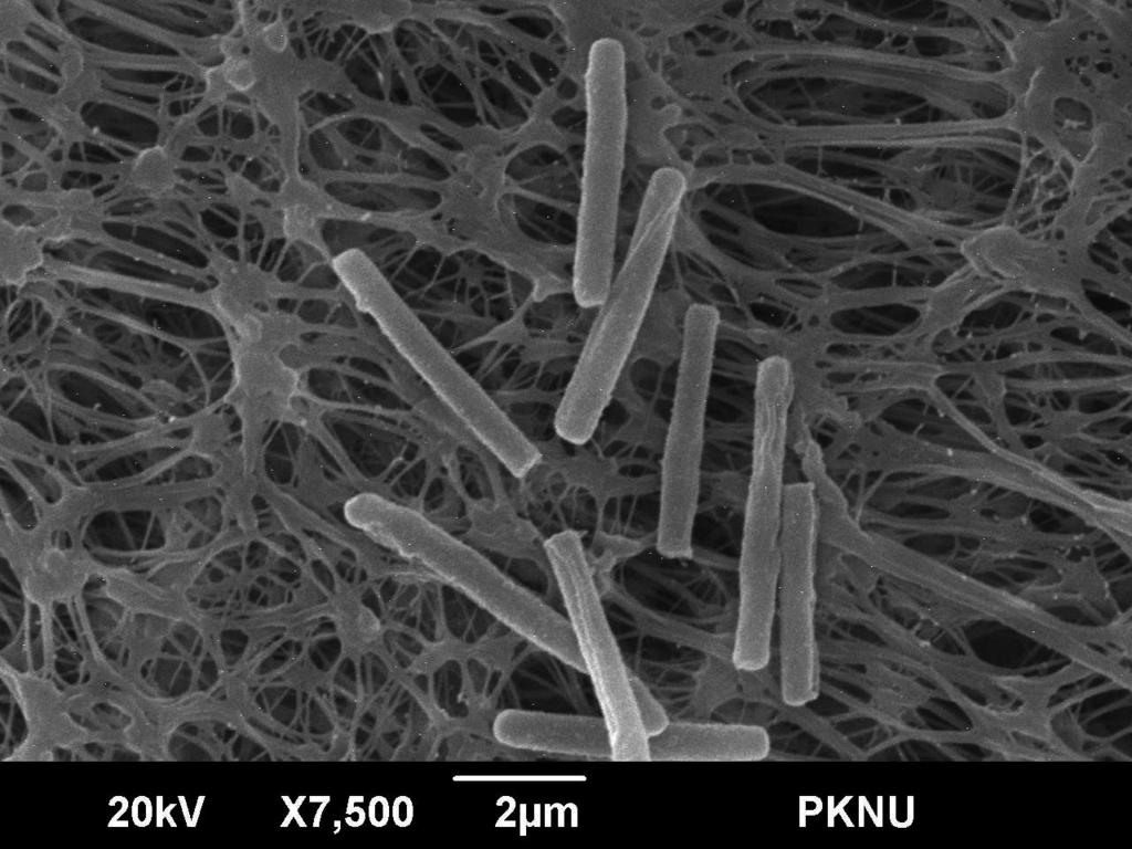 Bacillus coagulans KM-1 의생화학적특성 519 20 -galactosidase KM-1 KM-1 (Gram staining) 