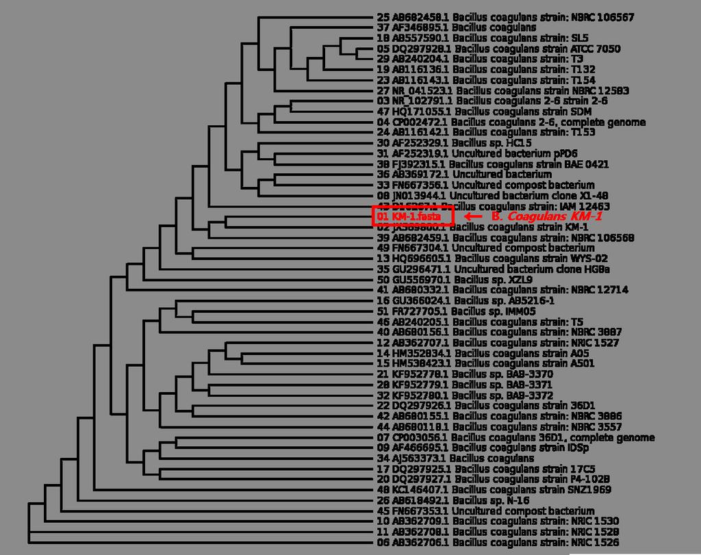 520 남기호ㆍ장미순ㆍ박희연ㆍ이레나코네바 Fig. 4. Phylogenetic tree of Bacillus coagulans KM-1 based on 16S rdna sequencing. Table 4.