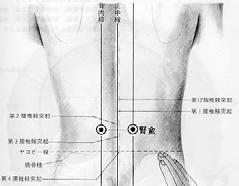 36번째경혈인족삼리는경골조면의아래쪽높이에서경골앞쪽으로부터바깥쪽 2 cm 부근에있다.