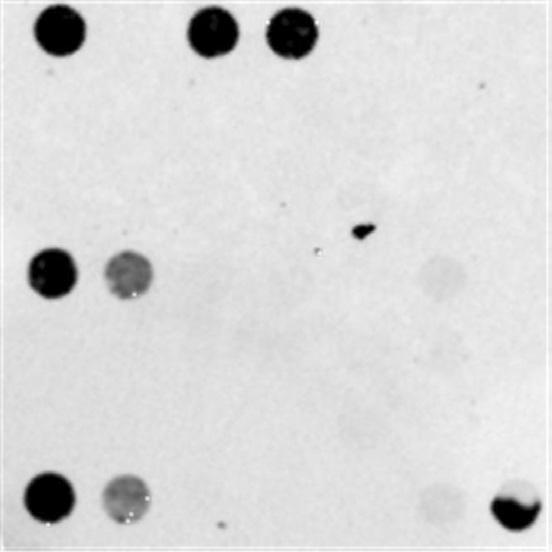 1, 11 probe 19, Set 1 pmole spotting, Set pmole spotting, DNA-chip (Fig. ). 11 oligonucleotide probe 19 probe.