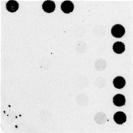 11 9 7 5 3 1 A.apis target asy multi mix (hrs hybrid) B B B D D D F F F BG BG Fig. 7. The fluorescence image and signal intensity of Ascosphaera apis detection using -Asy primer mix and target DNA.